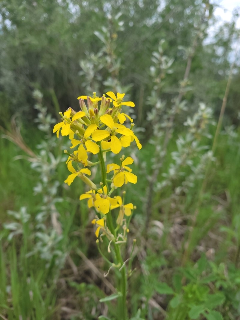 Western Wallflower photo 6
