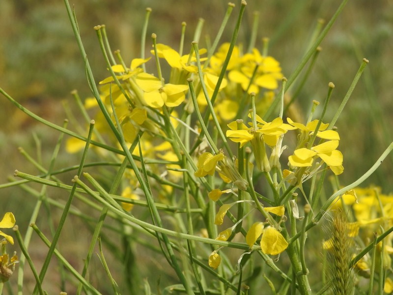 Western Wallflower photo 7