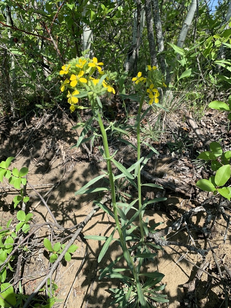 Western Wallflower photo 8