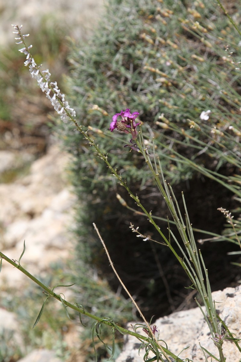 Erysimum bastetanum