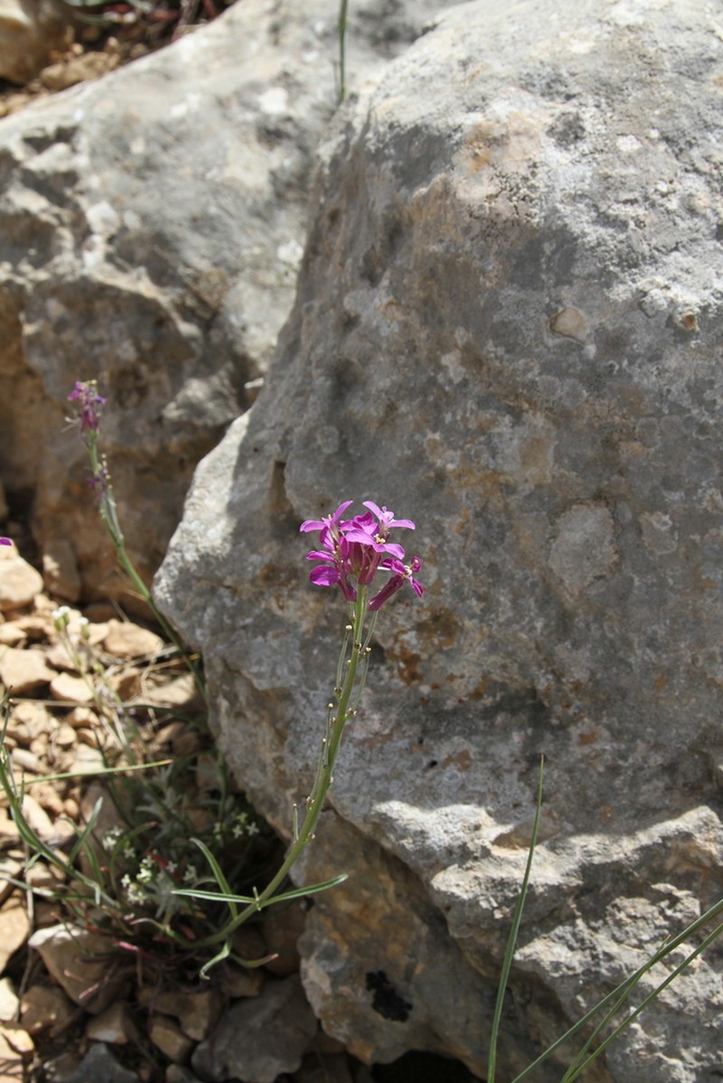 Erysimum bastetanum photo 2