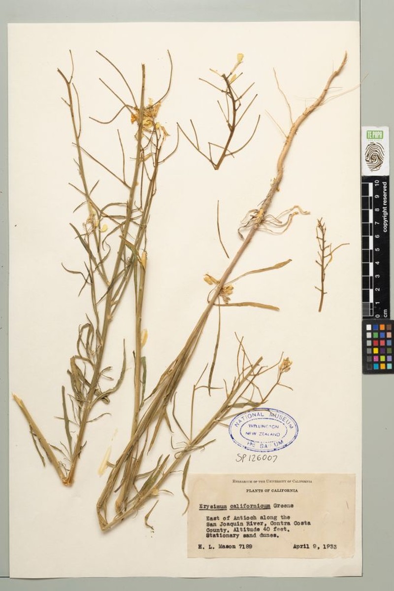 Erysimum californicum
