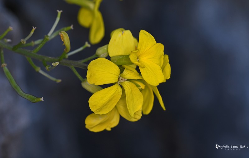 Erysimum candicum subsp. candicum