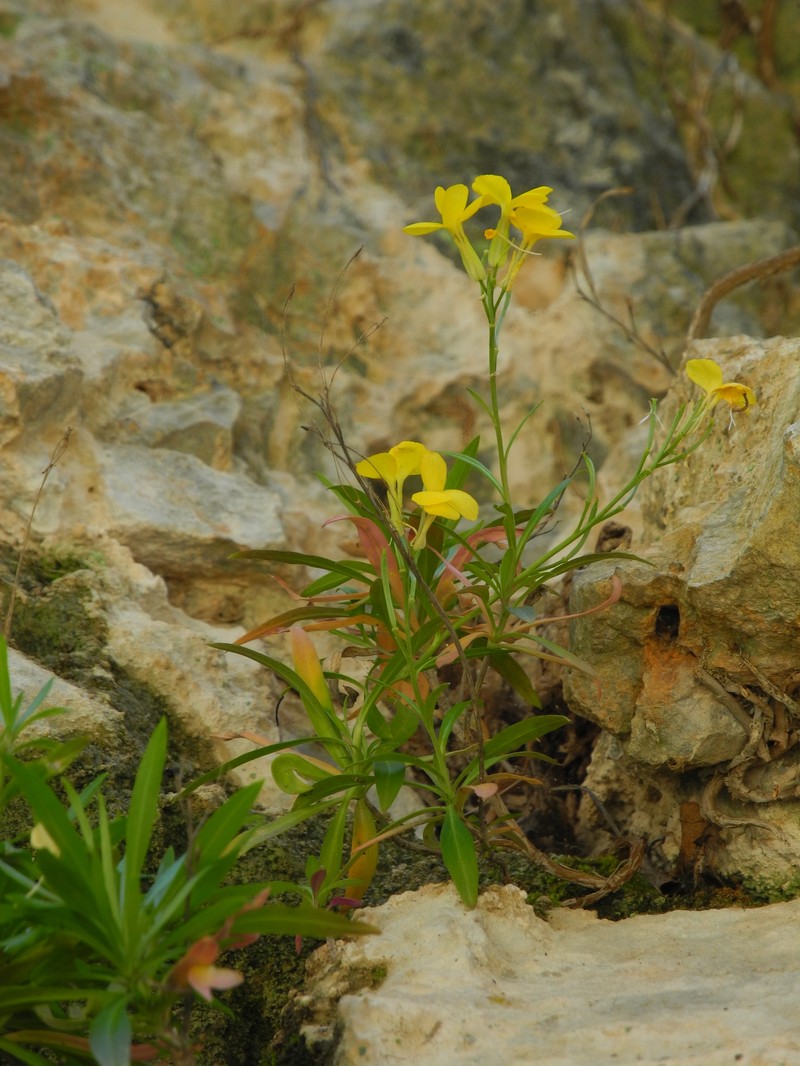 Erysimum candicum subsp. candicum photo 2