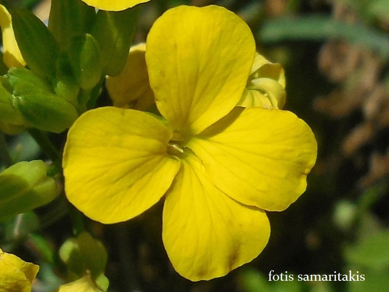 Erysimum candicum subsp. candicum photo 3