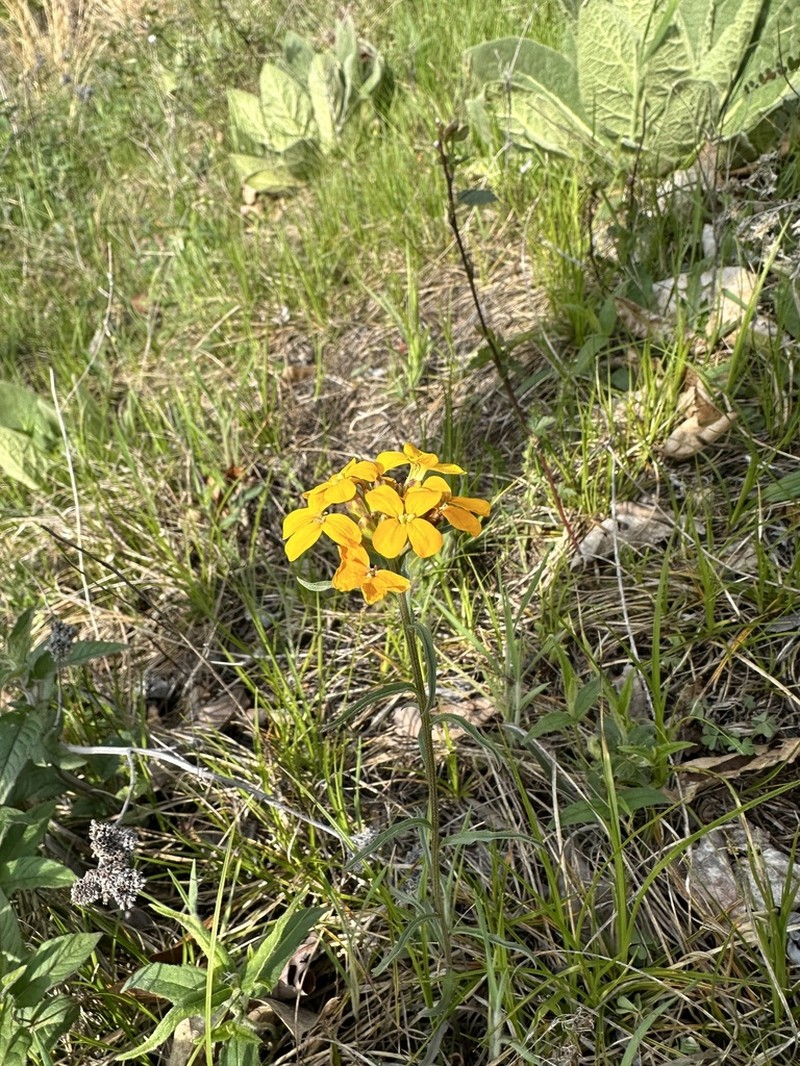 Sanddune Wallflower
