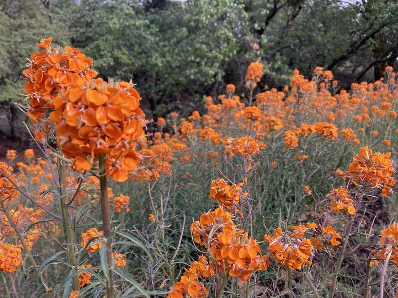 Sanddune Wallflower photo 2
