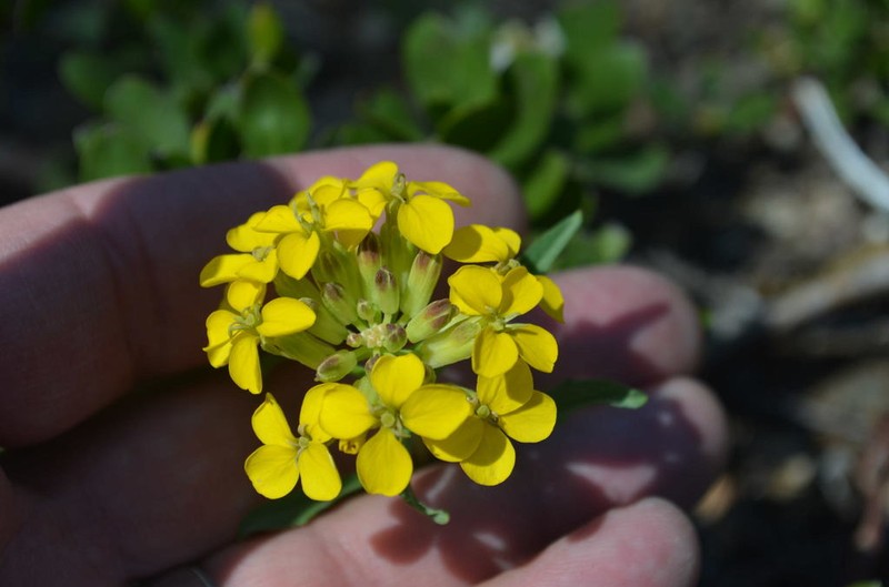 Sanddune Wallflower photo 3