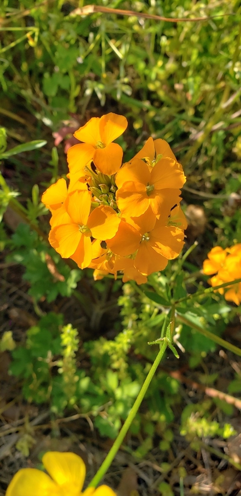 Sanddune Wallflower photo 4