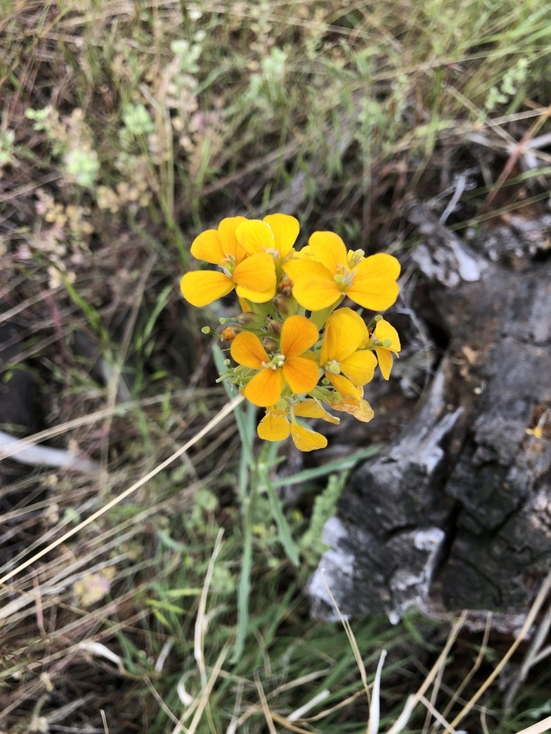 Sanddune Wallflower photo 5