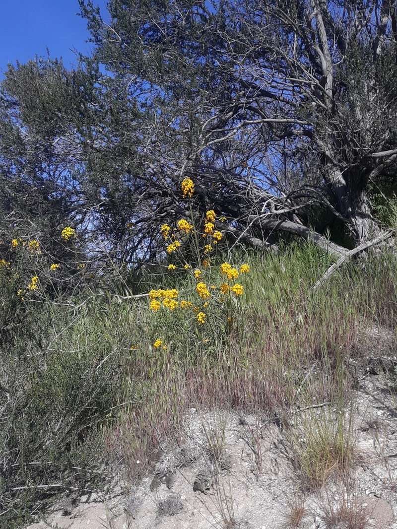 Sanddune Wallflower photo 6