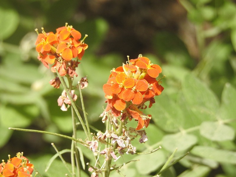 Sanddune Wallflower photo 7