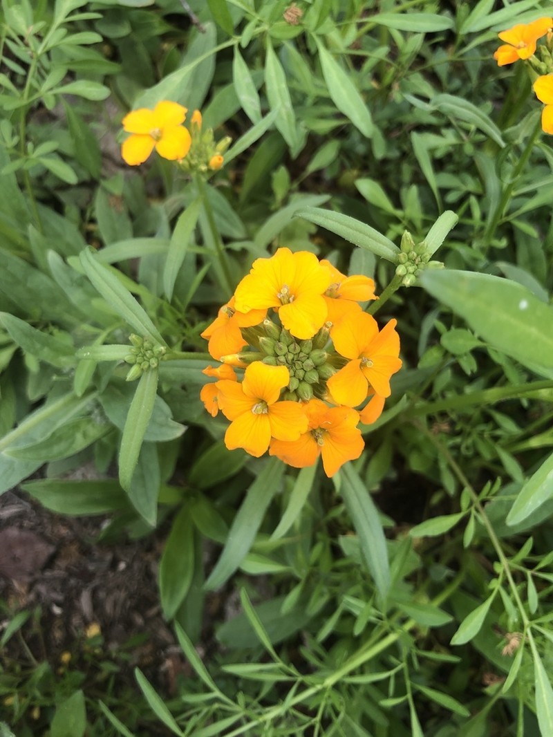 Sanddune Wallflower photo 8