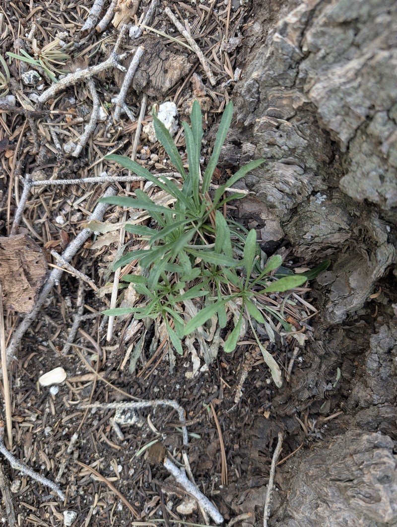 Erysimum capitatum var. capitatum