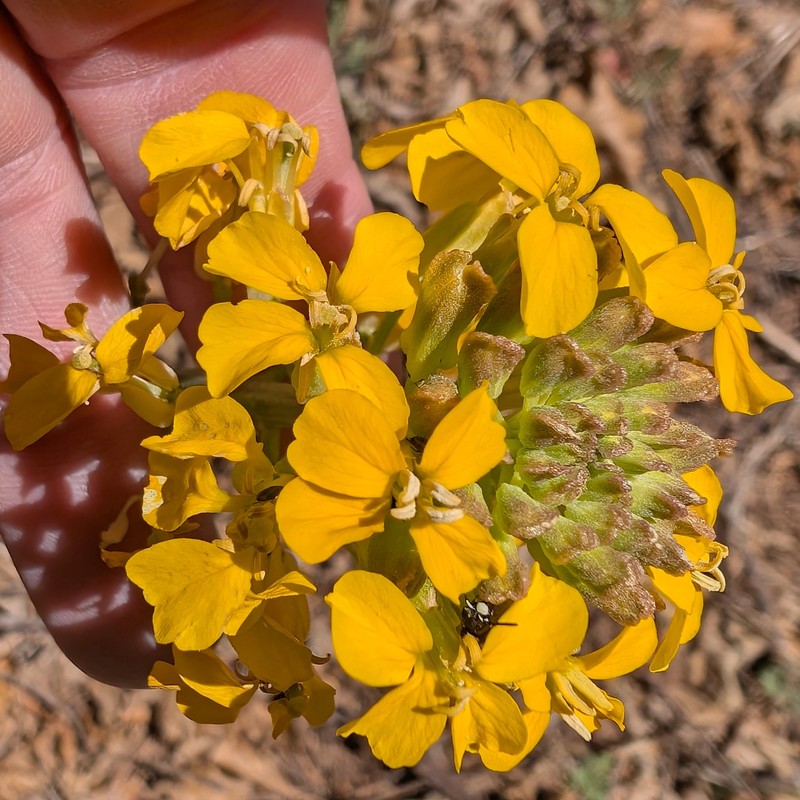 Erysimum capitatum var. capitatum photo 2