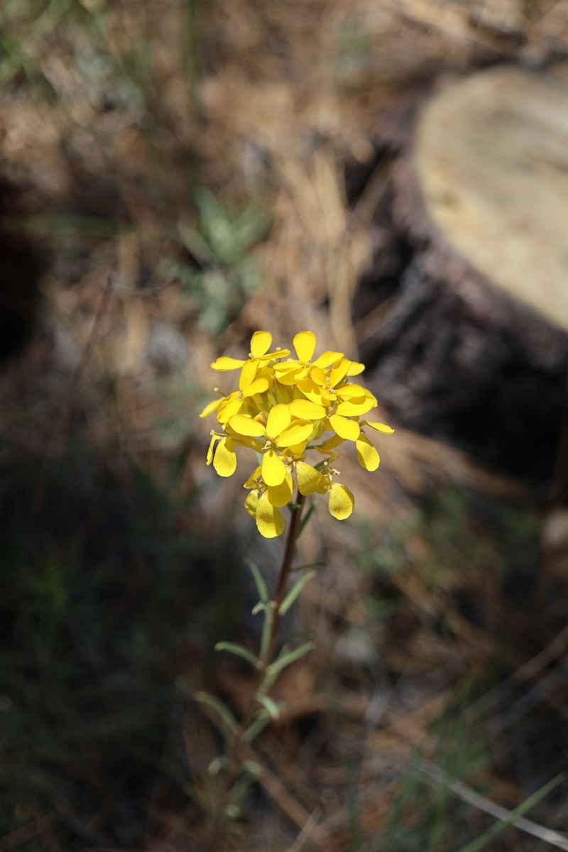 Erysimum capitatum var. capitatum photo 3