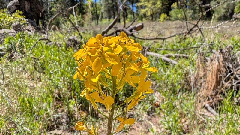 Erysimum capitatum var. capitatum photo 4