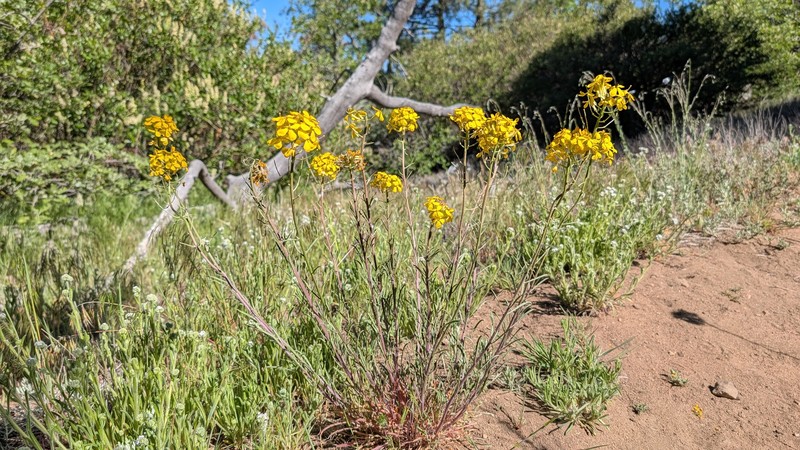 Erysimum capitatum var. capitatum photo 5