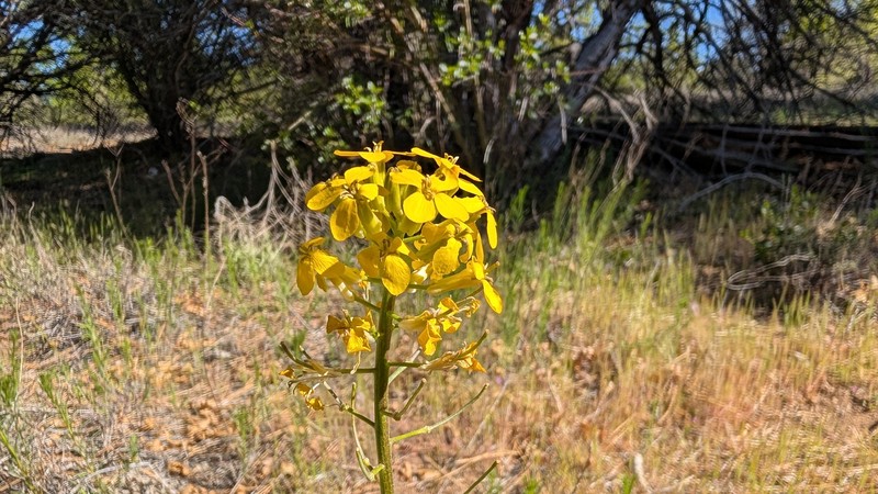 Erysimum capitatum var. capitatum photo 6