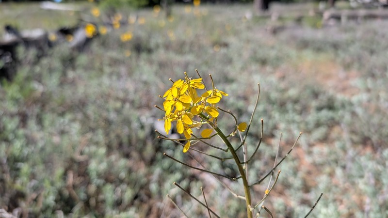 Erysimum capitatum var. capitatum photo 7