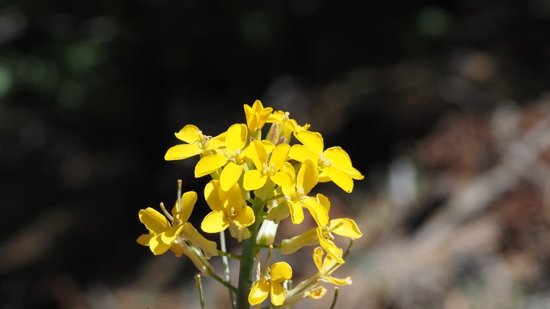 Erysimum capitatum var. capitatum photo 8