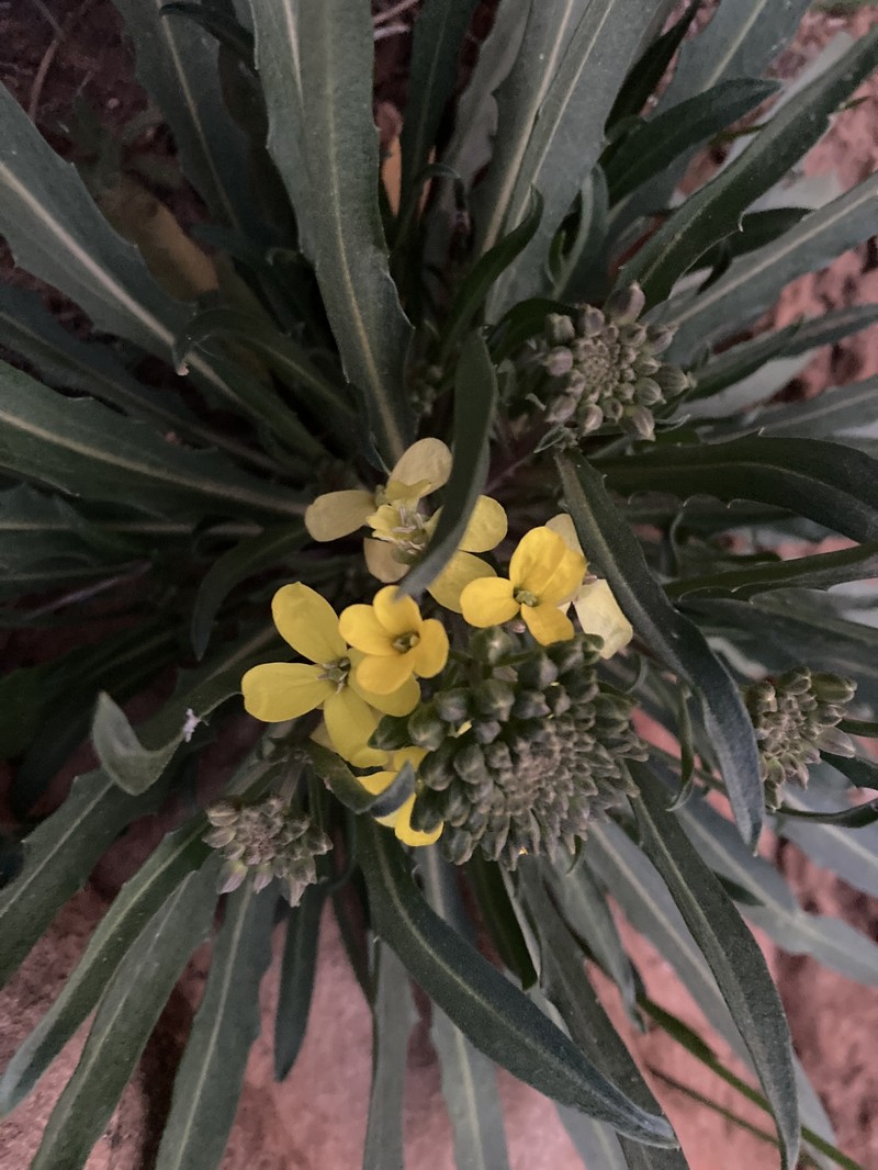 Dawson Wallflower photo 2