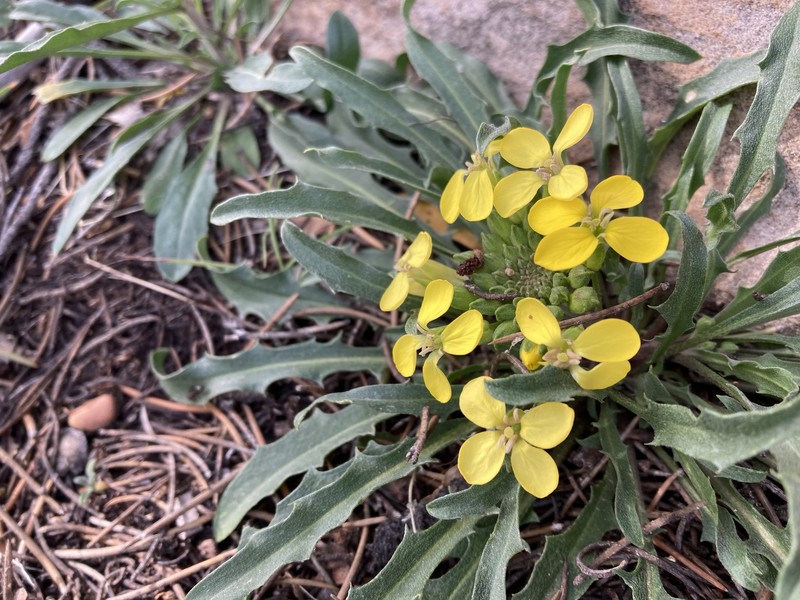 Dawson Wallflower photo 3