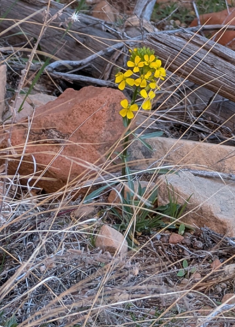Dawson Wallflower photo 6