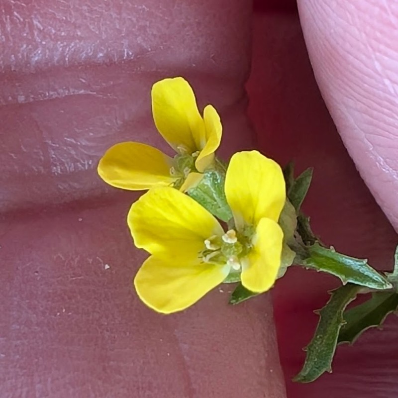 Dawson Wallflower photo 8