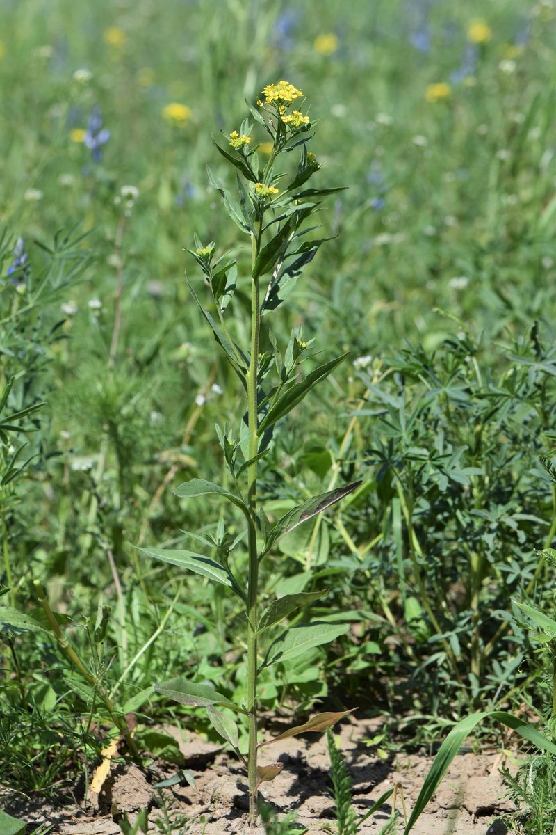 Wormseed Wallflower photo 2