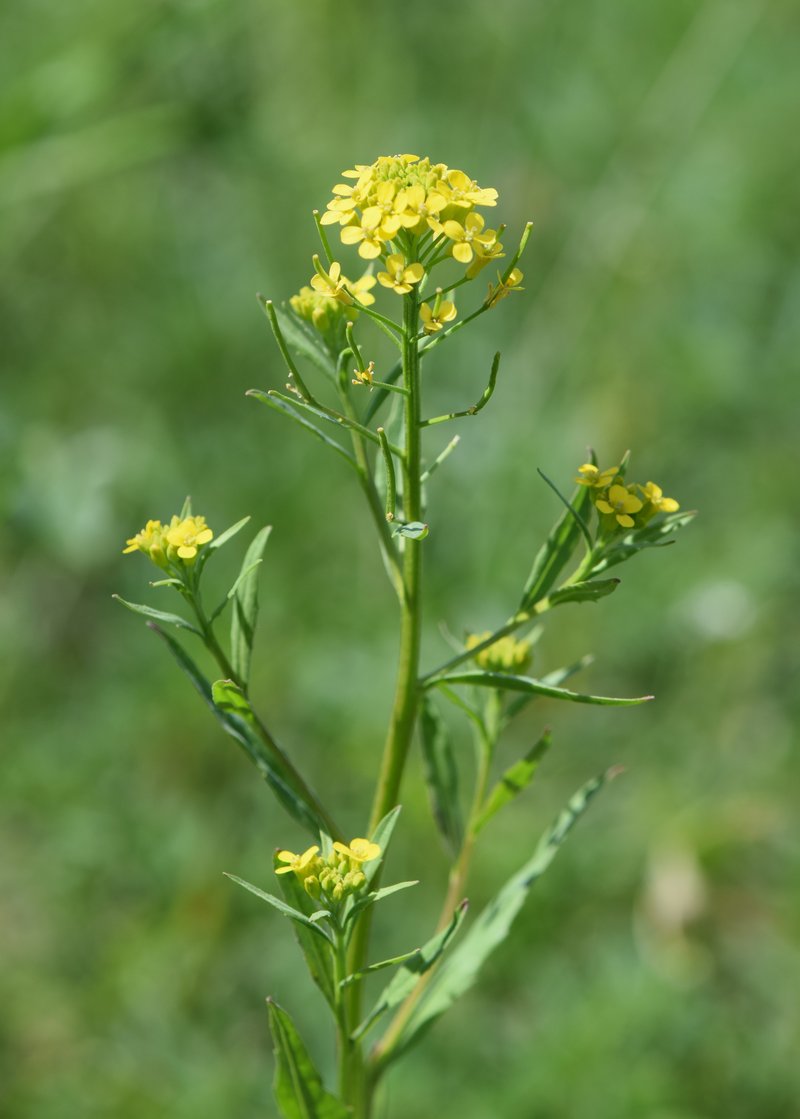 Wormseed Wallflower photo 3