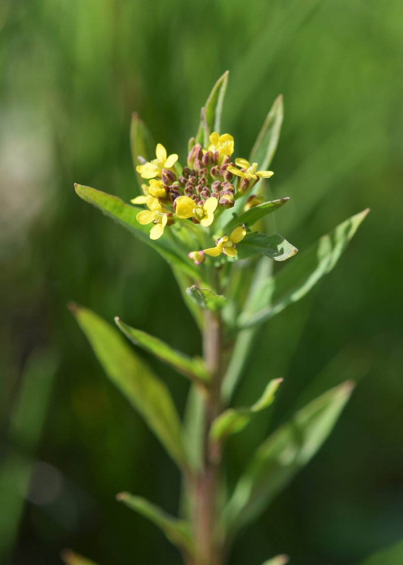 Wormseed Wallflower photo 4