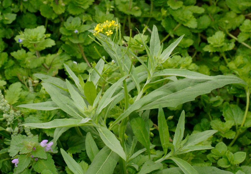 Wormseed Wallflower photo 5