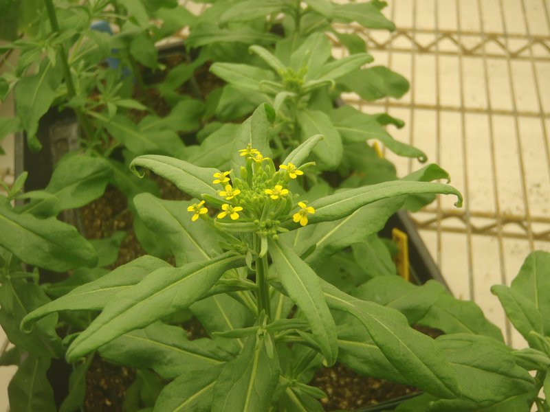 Wormseed Wallflower photo 6