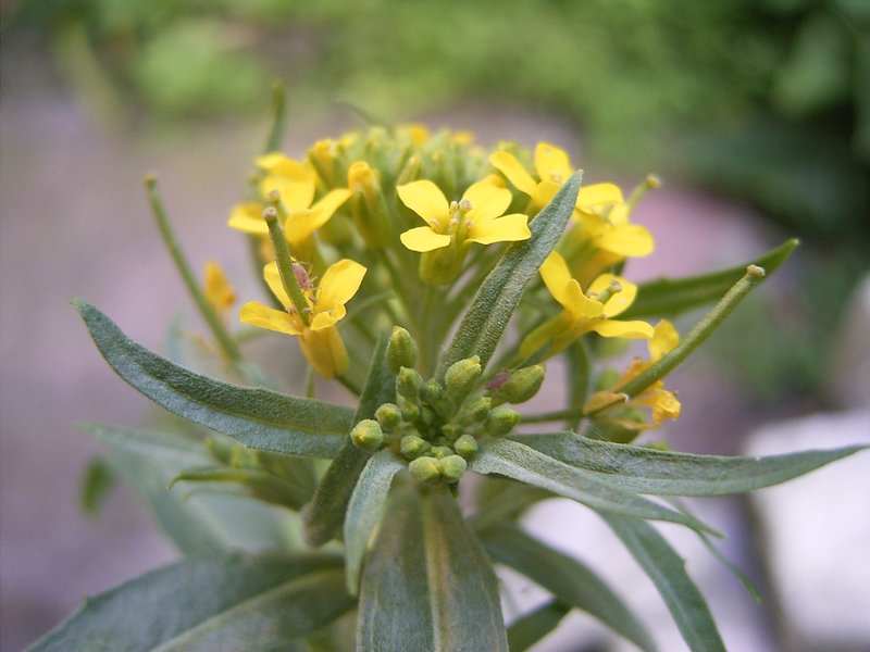 Wormseed Wallflower