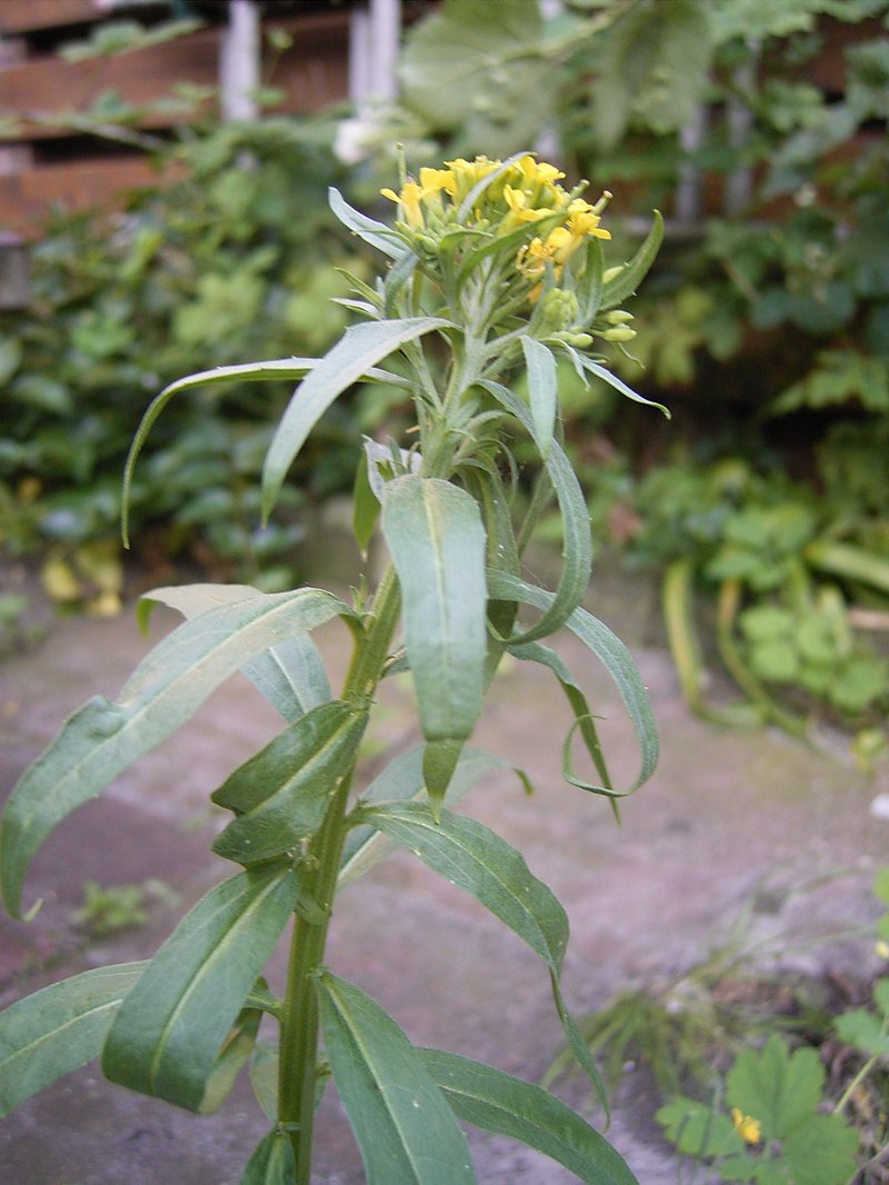 Wormseed Wallflower photo 7