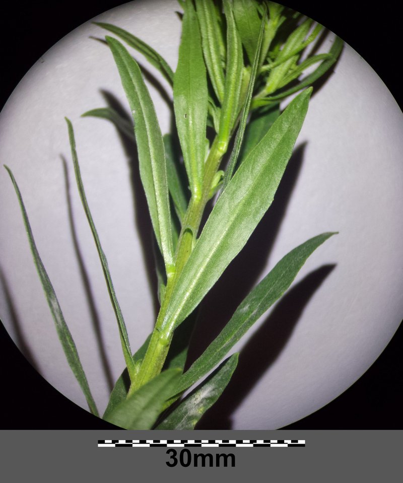 Wormseed Wallflower photo 8
