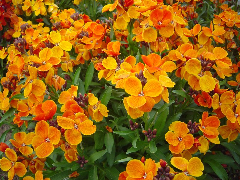 Aegean Wallflower photo 2