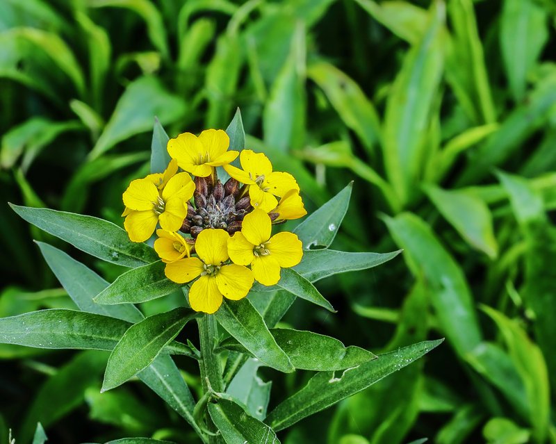 Aegean Wallflower photo 4