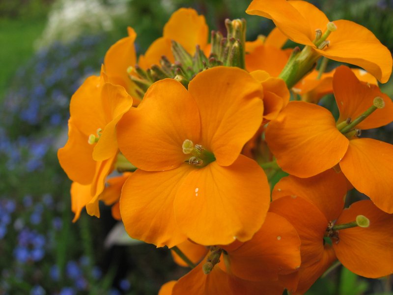 Aegean Wallflower photo 5