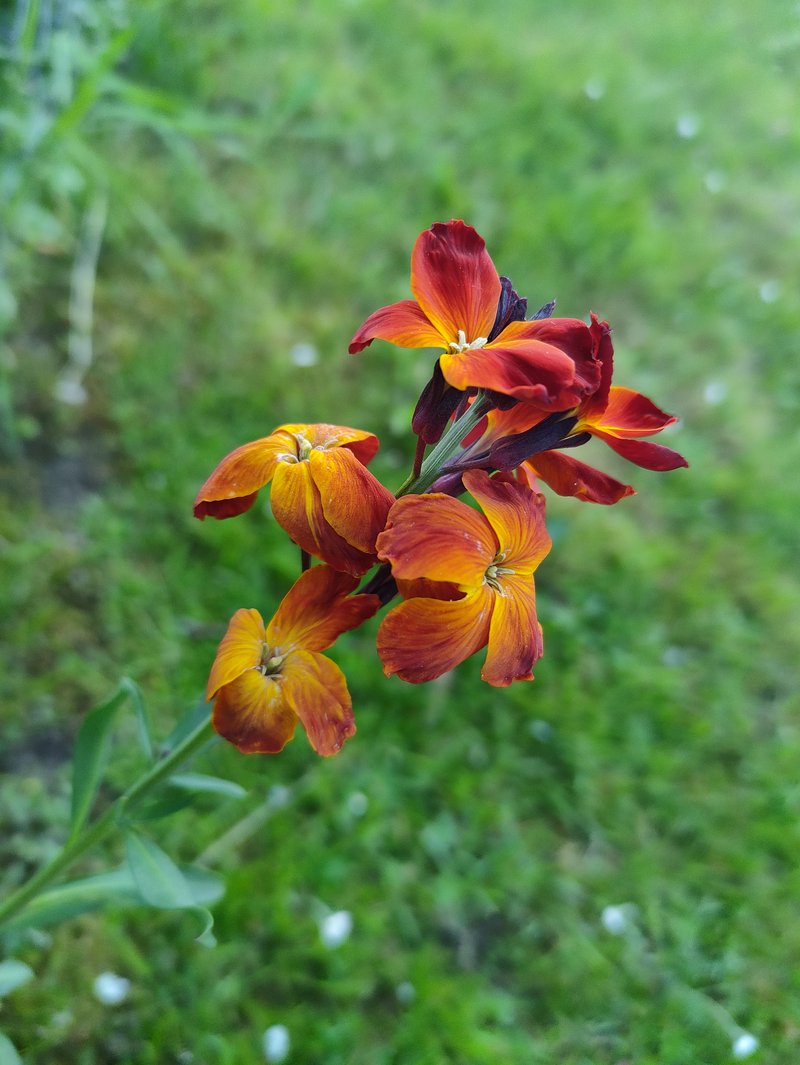 Aegean Wallflower photo 6