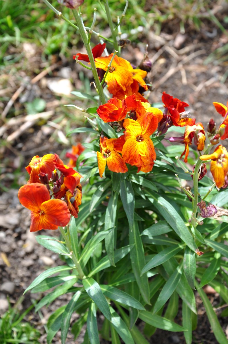 Aegean Wallflower photo 7