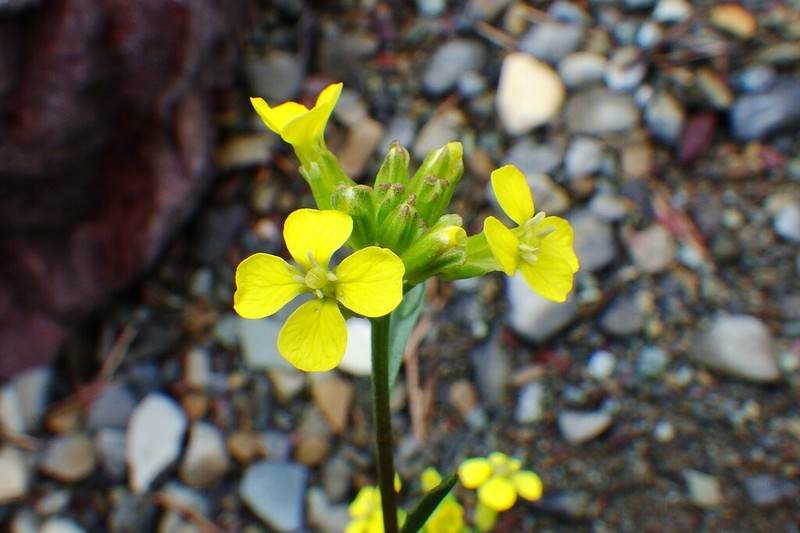 Small-Flower Prairie Wallflower