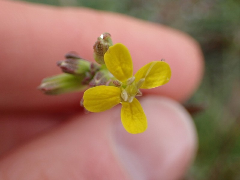 Small-Flower Prairie Wallflower photo 2