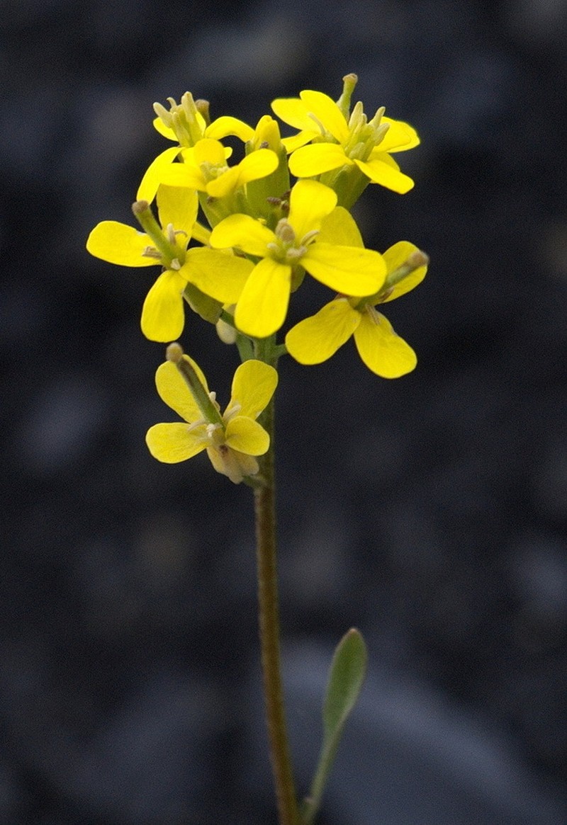 Small-Flower Prairie Wallflower photo 4