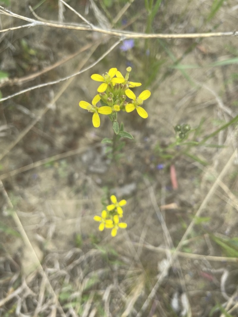 Small-Flower Prairie Wallflower photo 5