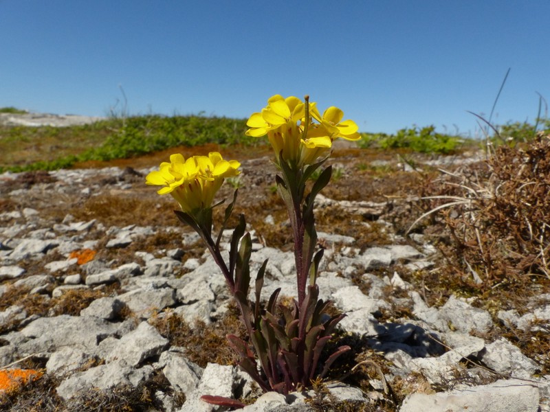 Small-Flower Prairie Wallflower photo 6