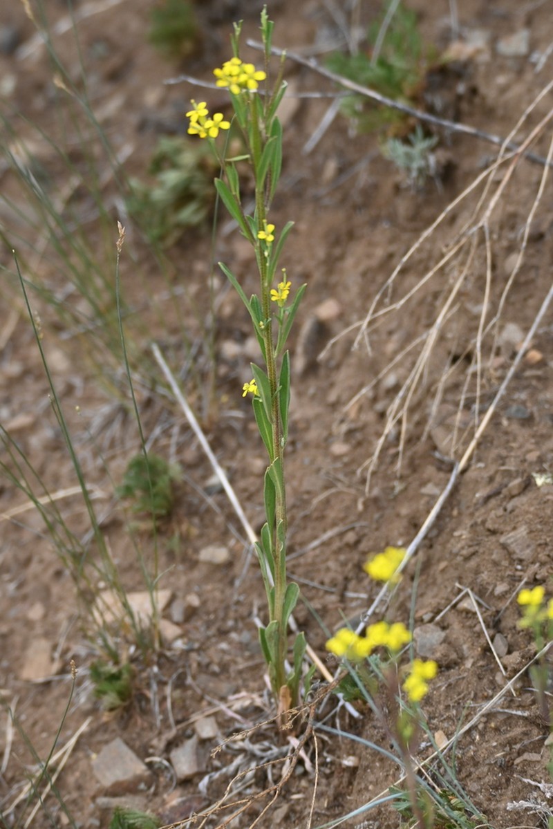 Small-Flower Prairie Wallflower photo 7