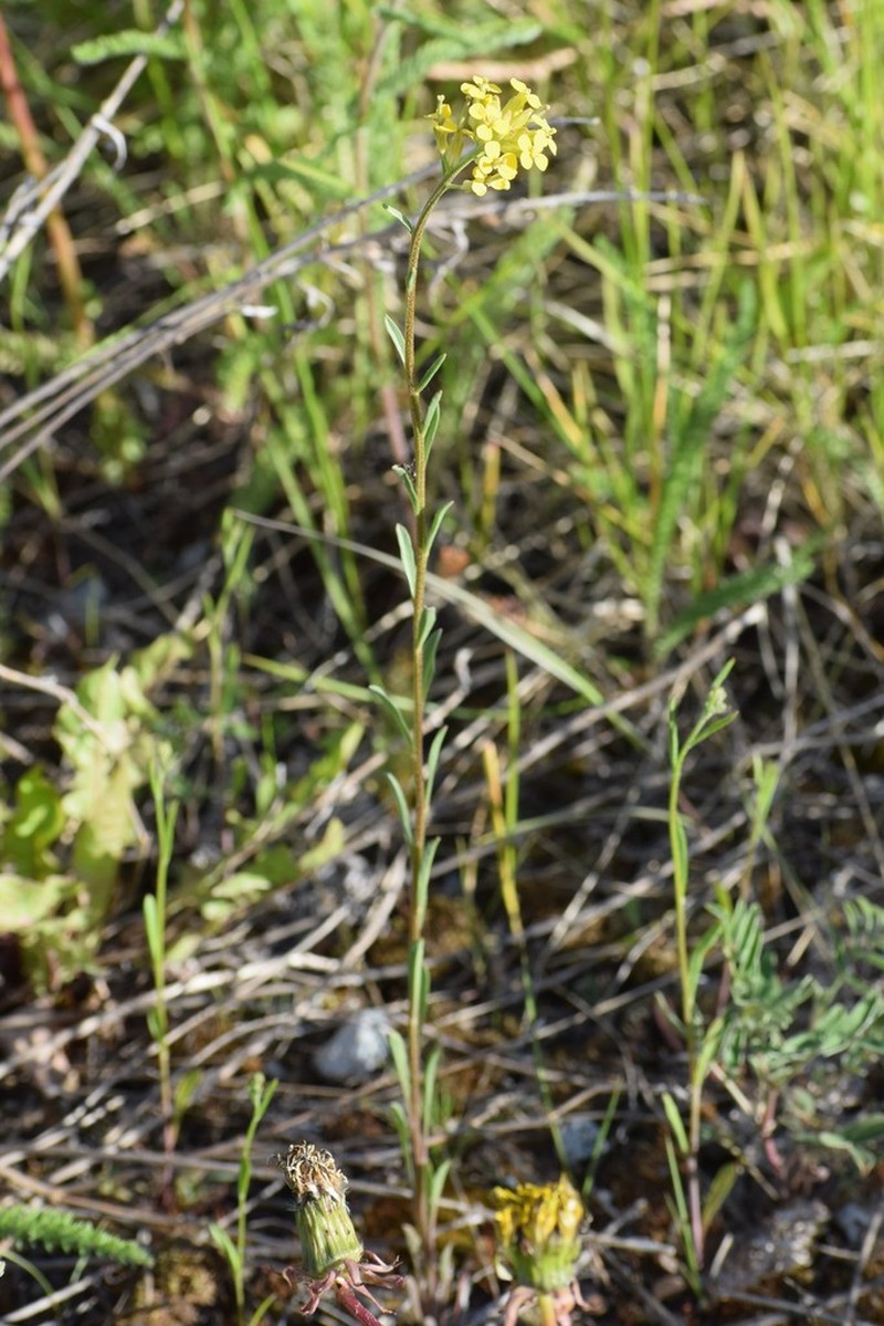 Small-Flower Prairie Wallflower photo 8