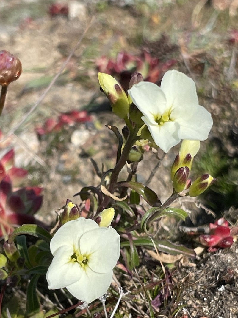 Erysimum concinnum